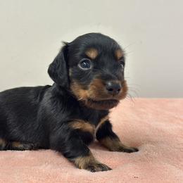 Orion Black tan Long hair - Black and tan male Dachshund puppy in Lakeland, Florida from Elite Doxies Florida