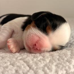 Teddy AKC - Tri-color male Cavalier King Charles Spaniel puppy in Katy, Texas from True Heart Cavaliers LLC