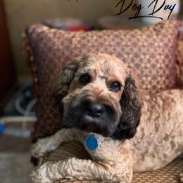 Jax - Cockapoo