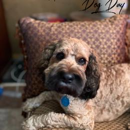 Jax - Cockapoo
