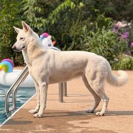SOL - German Shepherd
