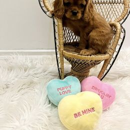 Cavalier King Charles Spaniel Puppies from Echo Valley Cavaliers