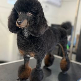 Royce - Poodle
