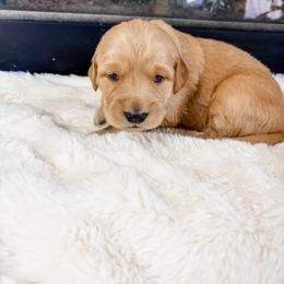 White collar - Golden female Golden Retriever puppy in Lehi, Utah from Open Star Goldens