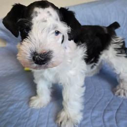 Mr Bumper - Parti male Miniature Schnauzer puppy in Shoshone, Idaho from Debra Kruse's Miniature Schnauzers