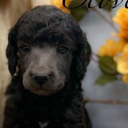 Clover - Silver female Poodle puppy in Greenville, North Carolina from Grace Poodles