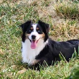 ZuZu - Miniature Australian Shepherd