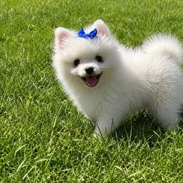Pinky pie - White female Pomeranian puppy in Rhode Island from Heartfelt Kennels