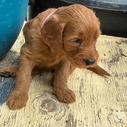 Penny - Caramel red female Labradoodle puppy in Montrose, Colorado from Ithilien Labradoodles