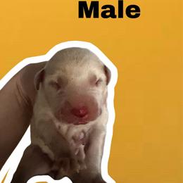 Citrine - White and black male Dalmatian puppy in Bremen, Georgia from Clark’s Dalmatians