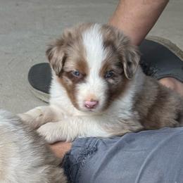 Red Merle male2- Sparks - Red merle male Australian Shepherd puppy in Rolla, Missouri from Lazy J Aussies