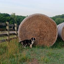 Border Collies and Pembroke Welsh Corgis from Cedar Springs Corgis