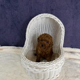 Enzo(AKC) - Red  male Poodle puppy in Moreno Valley, California from Yanni's Poodle