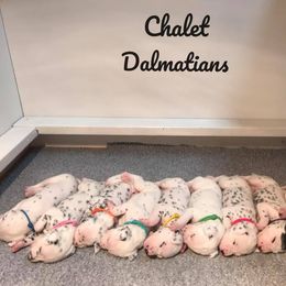 Dalmatian Puppies from Chalet Dalmatians