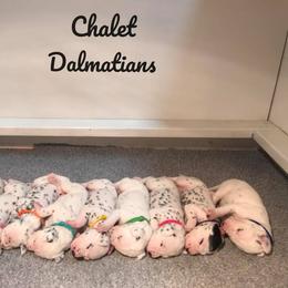 Dalmatian Puppies from Chalet Dalmatians