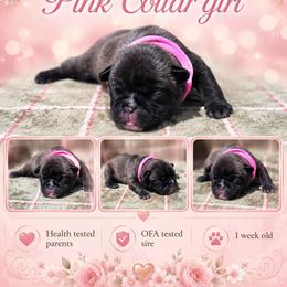Pink Collar girl - Brindle female French Bulldog puppy in Polk City, Florida from Best Friend Frenchies, LLC