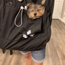 Yorkshire Terrier Puppies from Missy Lu Lap Puppies