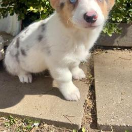 American Corgi Puppies from Elmiphyr Corgis