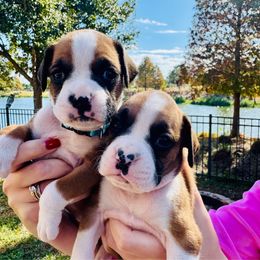 Boy 2 - Fawn male Boxer puppy in Apopka, Florida from Boxer Puppies