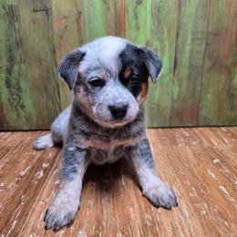 Rip - Black Collar Blue Male - Blue male Australian Cattle Dog puppy in Riverton, Utah from Rundown Ranch Cattle Dogs