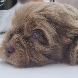 Taffy - Merle female Cockapoo puppy in Annapolis, Delaware from Teddy Bear Cockapoos