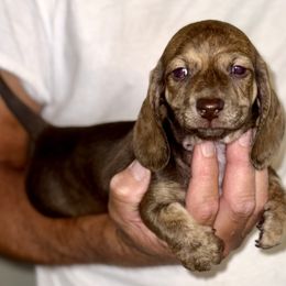 Penny - Brindle female Dachshund puppy in Fredonia, Arizona from Desert Horizon Dachshunds