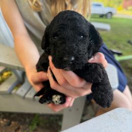 Dawn - Black female Poodle puppy in St. Johnsbury, Vermont from Poodles of the Northern Woods