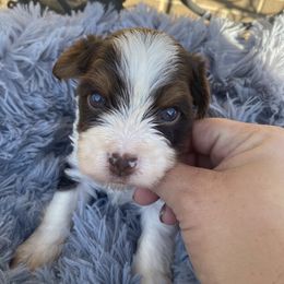 Biewer Terrier Puppies from Port-au-Prints