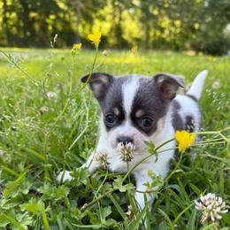 Amelia (blue and white) - Blue and white female Chihuahua puppy in Laurel, Mississippi from Home of Tiny Chihuahuas