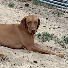 Gyp, Gypsy - Vizsla