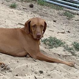 Gyp, Gypsy - Vizsla