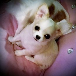 Chihuahua Puppies from Lucky Star Chihuahuas