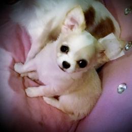 Chihuahua Puppies from Lucky Star Chihuahuas