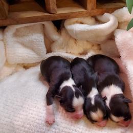 Miniature Australian Shepherd Puppies from Barnyard Mini Aussies