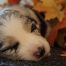 Australian Shepherd Puppies from MilkyWay Aussies with Tails