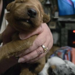 Baby boy - Dark golden male Golden Retriever puppy in Pekin, Illinois from Solari Kennels