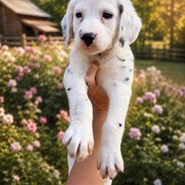 Amethyst - White and black female Dalmatian puppy in Bremen, Georgia from Clark’s Dalmatians