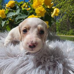 Honey - Piebald female Dachshund puppy in Grant, Michigan from Low Down Dashchuand