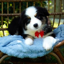 Reese - Black tri-color male Australian Shepherd puppy in Victoria, Texas from Silvermist Australian Shepherds