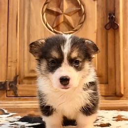 Waylon - Black and tan male Pembroke Welsh Corgi puppy in Johnson City, Texas from McCall Creek Corgis