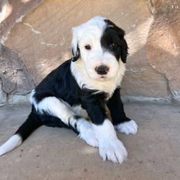 Old English Sheepdog and Sheepadoodle Puppies from Doodlefolk