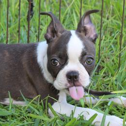 Lucy Curious Brindle Companion - Brindle and white female Boston Terrier puppy in Brooksville, Florida from I Love Pups