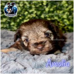 Amalia - Liver female Miniature Schnauzer puppy in Spruce Pine, North Carolina from Schnauzers of Blue Ridge