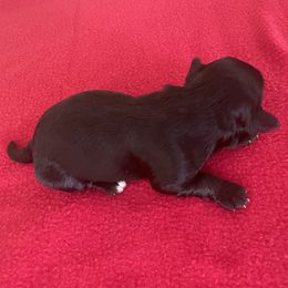 Bolt - Black male Havanese puppy in Falkville, Alabama from Nanas Havanese