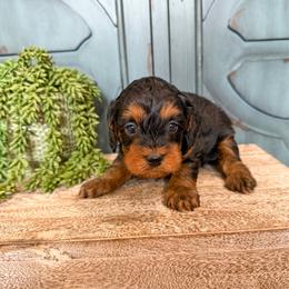 Reese - Black and tan female Cavapoo puppy in Beresford, South Dakota from DAKOTA DOOD RANCH