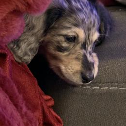Dachshund Puppies from Birkin’ Paws