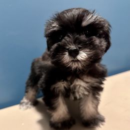 Miniature Schnauzer Puppies from Cali Sun-kissed Schnauzers