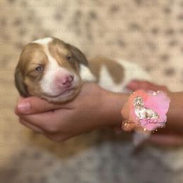 Fiona - Cream female Dachshund puppy in Timpson, Texas from Double S Kennel