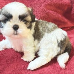 Isla - Gold and white female Shih Tzu puppy in Corpus Christi, Texas from Pam Crump Shih Tzu