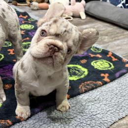 French Bulldog puppies from Golden Star Frenchies